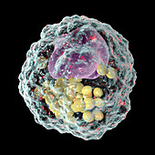 Macrophage foam cell, illustration