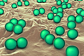 Micrococcus luteus bacteria, illustration