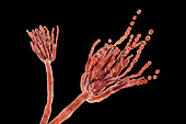 Penicillium roqueforti fungus, illustration