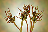Penicillium roqueforti fungus, illustration