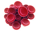 Red blood cells, illustration