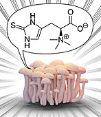 Mushrooms with ergothioneine molecule, illustration