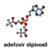 Adefovir dipivoxil hepatitis B and HSV drug, molecular model