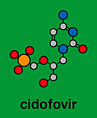 Cidofovir cytomegalovirus drug, molecular model