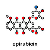 Epirubicin chemotherapy drug, molecular model