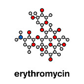Erythromycin antibiotic drug, molecular model
