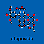 Etoposide chemotherapy drug, molecular model