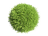 Green grass sphere, illustration