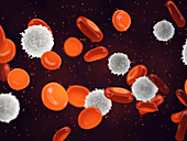 White and red blood cells, illustration