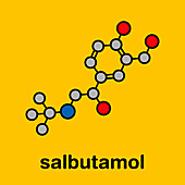 Salbutamol asthma drug, molecular model
