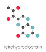 Tetrahydrobiopterin phenylketonuria drug, molecular model