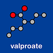 Valproic acid epilepsy drug, molecular model