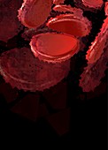 Red blood cells, illustration