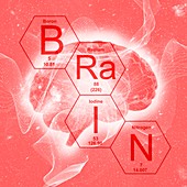 Chemical elements and brain, illustration