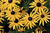 Coneflower (Rudbeckia fulgida var. sullivantii 'Goldsturm')