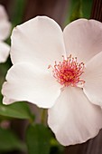 Rose (Rosa 'Anne-Aymone Giscard d'Estaing') flower