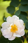 Rose (Rosa alba 'Semi-plena') flower