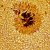 Sunspot, Vacuum Tower Telescope image