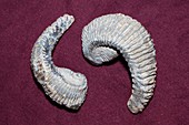Alectryonia fossil oyster