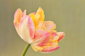 Tulip (Tulipa 'Creme Upstar') flower