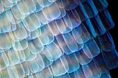 Butterfly wing scales, light micrograph