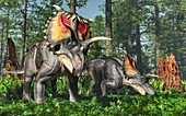 Kosmoceratops dinosaurs feeding, illustration