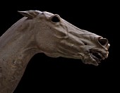 Artemision Bronze horse head