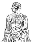 Human body systems, illustration
