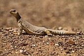 Egyptian dabb lizard