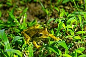 Masked frog