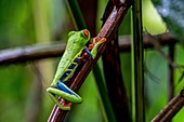 Red-eyed treefrog