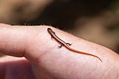 Ruppell's snake-eyed skink