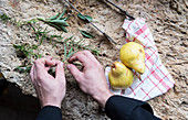 Hands displaying fresh herb leaves on a stone background next to two yellow pears