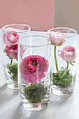 Pink and deep pink ranunculus and moss in drinking glasses