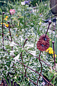 Filigranes rot-braunes Rankgitter im Blumenbeet