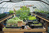 A greenhouse with nursery boxes on a work table