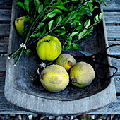 Fresh quinces in a wooden bowl