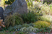 Autumn bed with grass and fern on the boulder