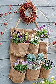 Horned violets and echeveria in a bag on the wall, wreath of rose hips