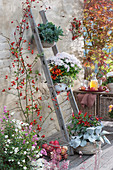 Vertikale Bepflanzung spart Platz: Töpfe mit Chrysantheme, Naschzipfel, Chili und Blattschmuckpflanzen an Holzleiter