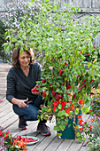 Woman harvesting mini peppers