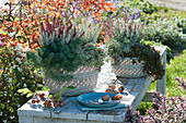 'Twin Girls' budding heather, Jenny's stonecrop, carpet sedum, and Chinese dunce cap in baskets on a garden bench