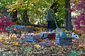 Upturned wine crates as a seating area under the maple tree, woman raking leaves, Zula the dog