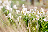 Weiße Traubenhyazinthen im Garten