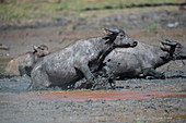 Feral water buffalo in Australia