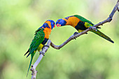 Red-collared lorikeets