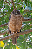 Rufous owl