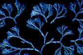 Batrachospermum alga cells, micrograph