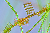 Diatoms and filamentous algae, light micrograph