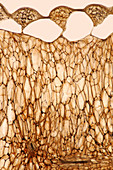 Pepper internal layer, light micrograph